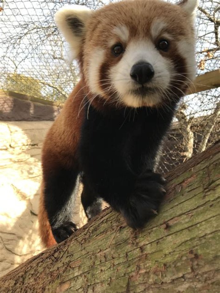 What animal is PABU?