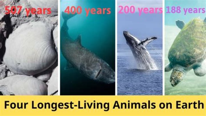 What animal lives the longest life?