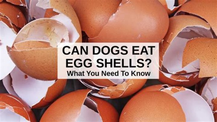 What are eggshells good for dogs?