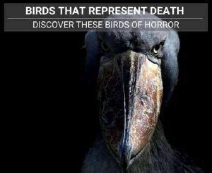 What bird is an omen of death?