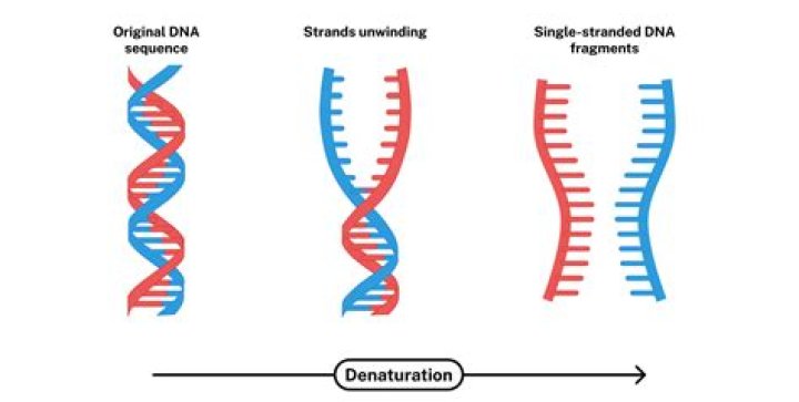 What can change your DNA?