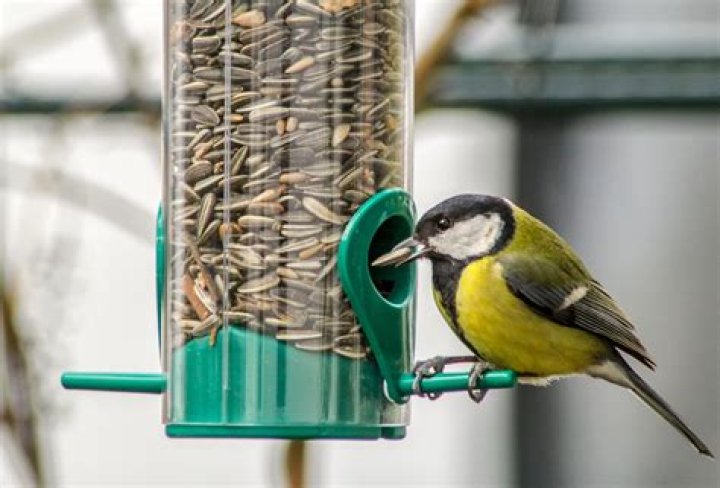 What can you feed birds from your kitchen UK?