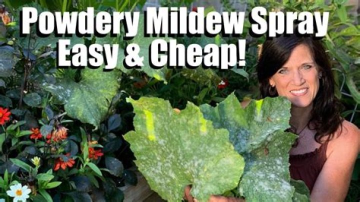 What can you spray on plants for powdery mildew?