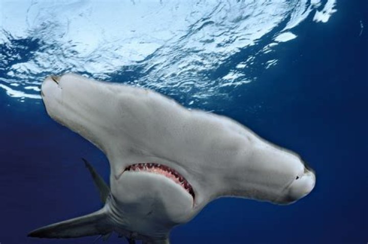 What color are sharks scared of?