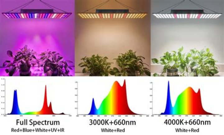 What color grow light is best?
