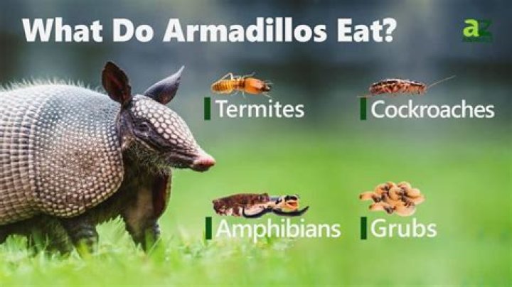 What do armadillos taste like?