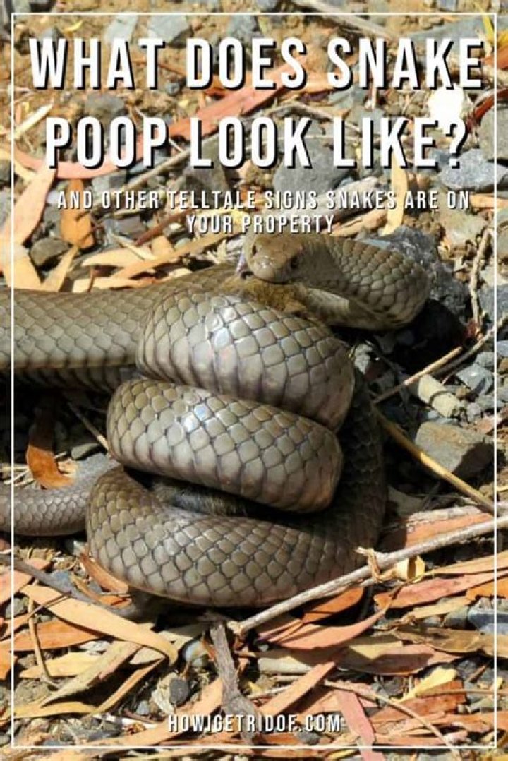 What does a sick snake look like?