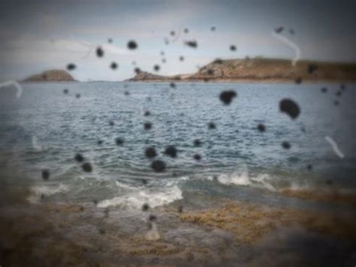 What does floating black dots mean?