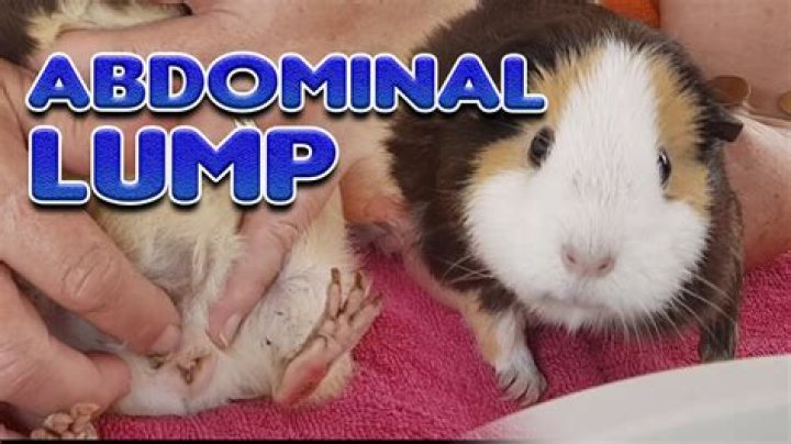 What does it mean when your guinea pig falls asleep on you?