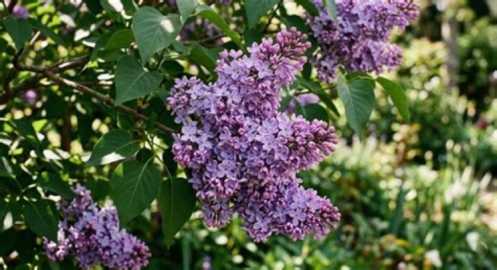 What does the lilac symbolize?