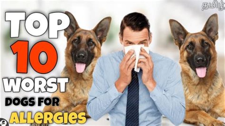 What dog breeds are worst for allergies?