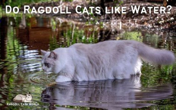 What domestic cat likes water?