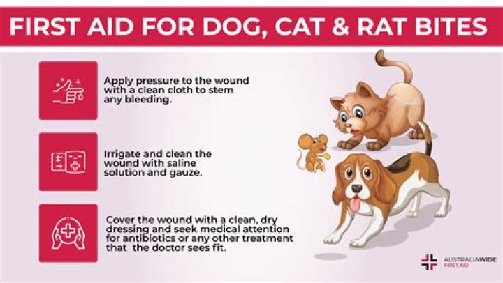 What happens if a dog eats a rat?