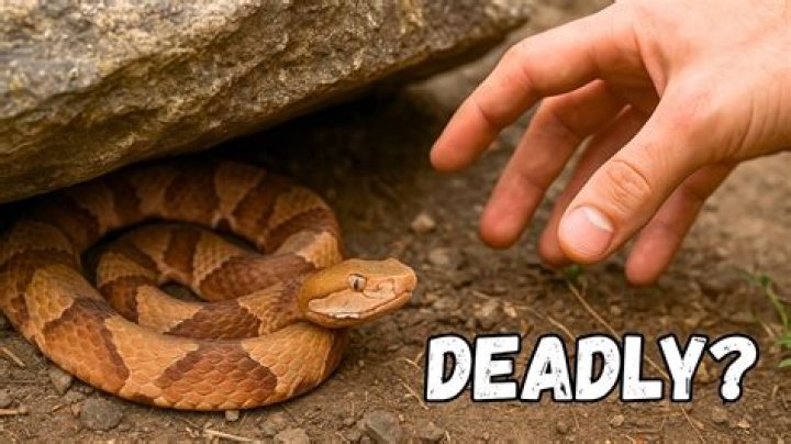 What happens if you get bit by a copperhead?