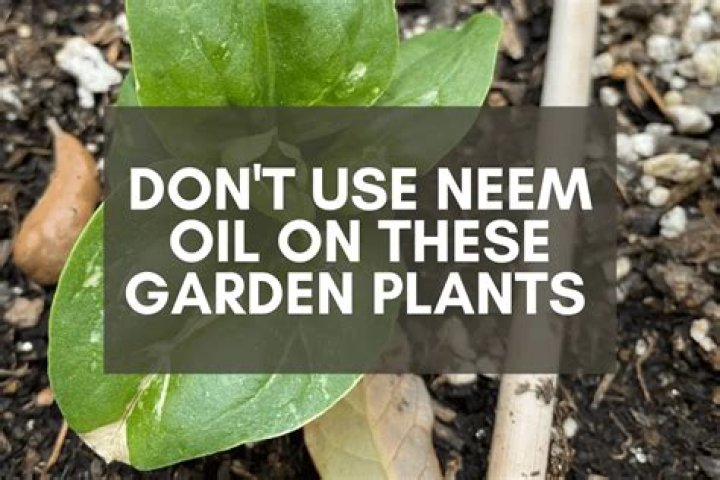 What happens if you use too much neem oil on plants?