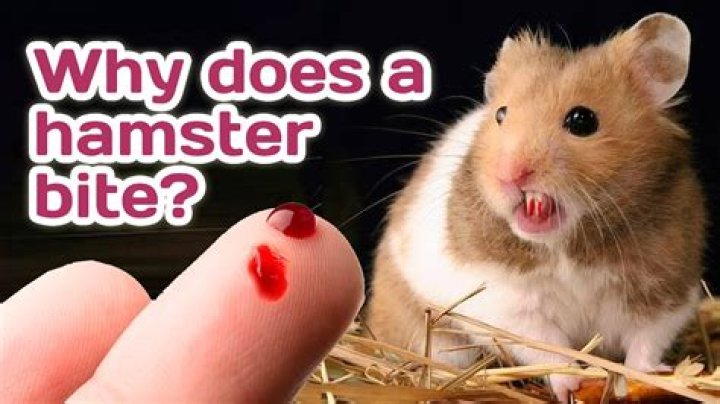 What happens if your hamster bites you?