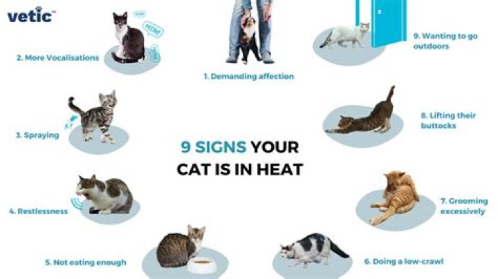 What happens when a cat mates?