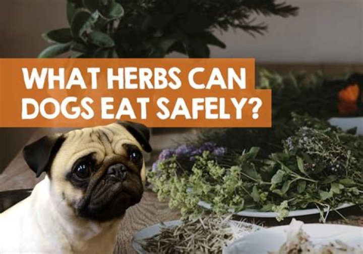 What herbs can dogs eat?