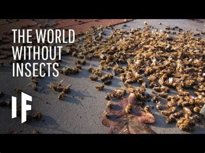 What insects have no purpose?