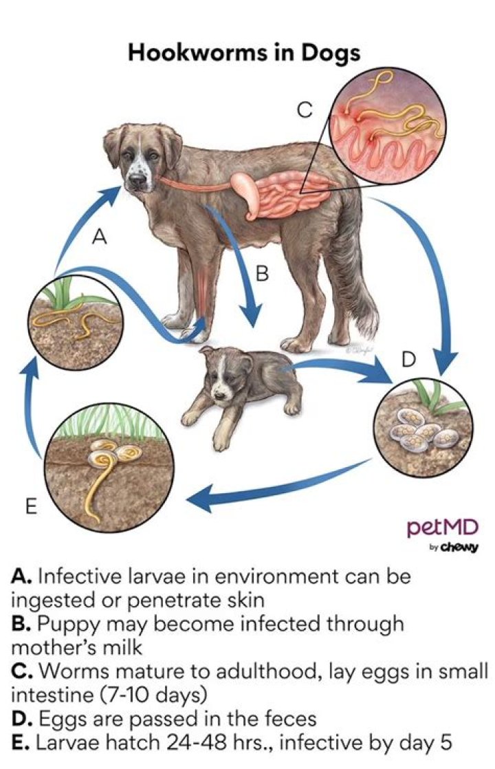 What is a home remedy to get rid of hookworms in dogs?