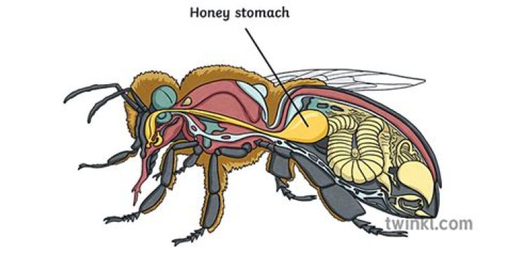What is a honey stomach?