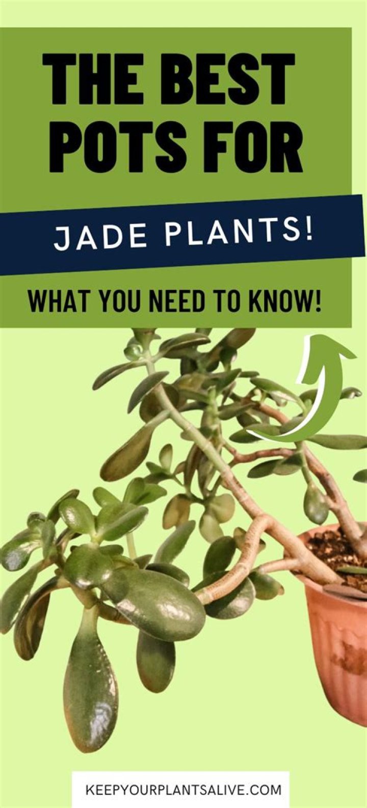 What is a jade plant good for?