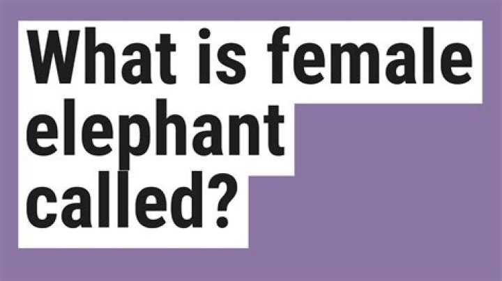 What is female elephant called?