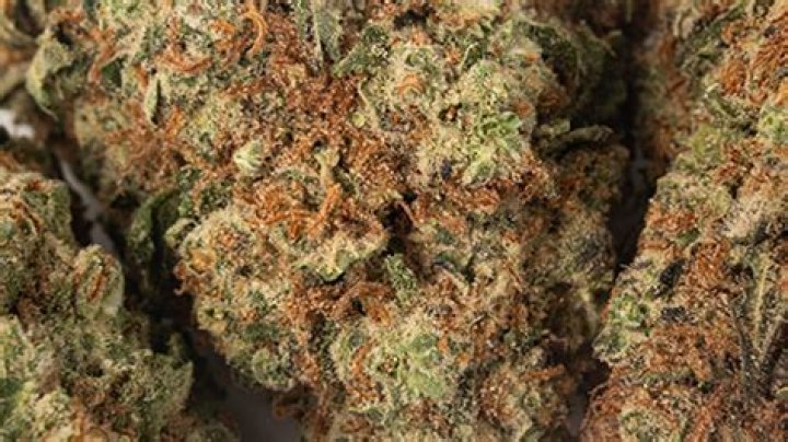 What is GMO strain?