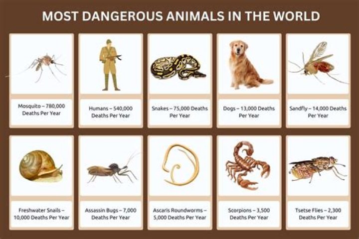 What is the 10 most poisonous animal in the world?