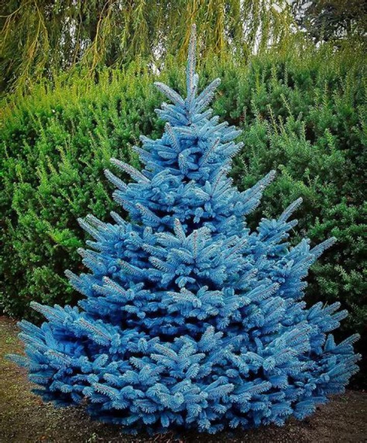 What is the bluest pine tree?