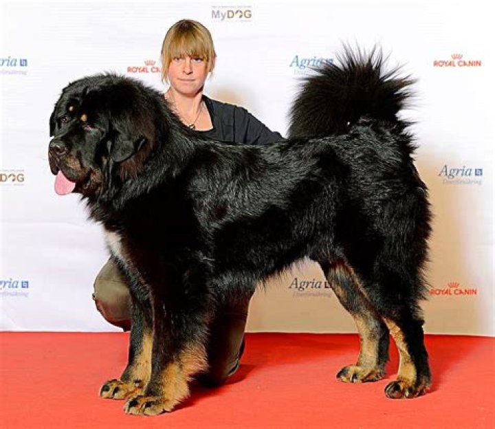 What is the largest dog breed?