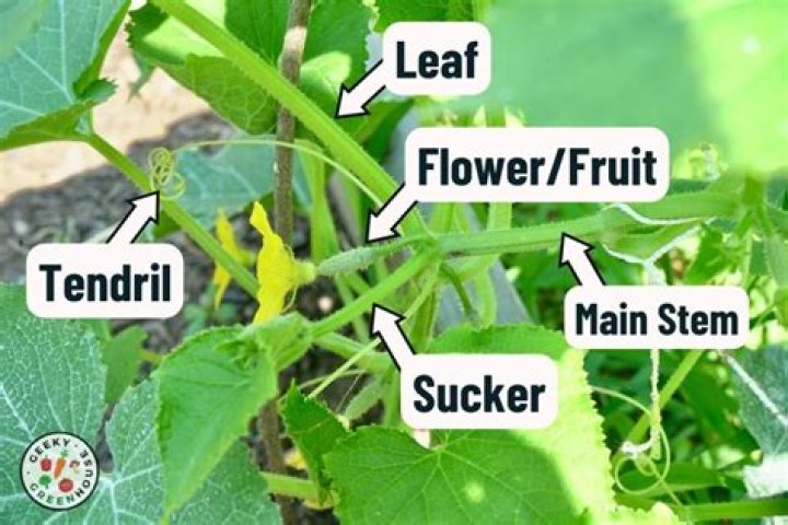 What is the most nutritious part of a cucumber?