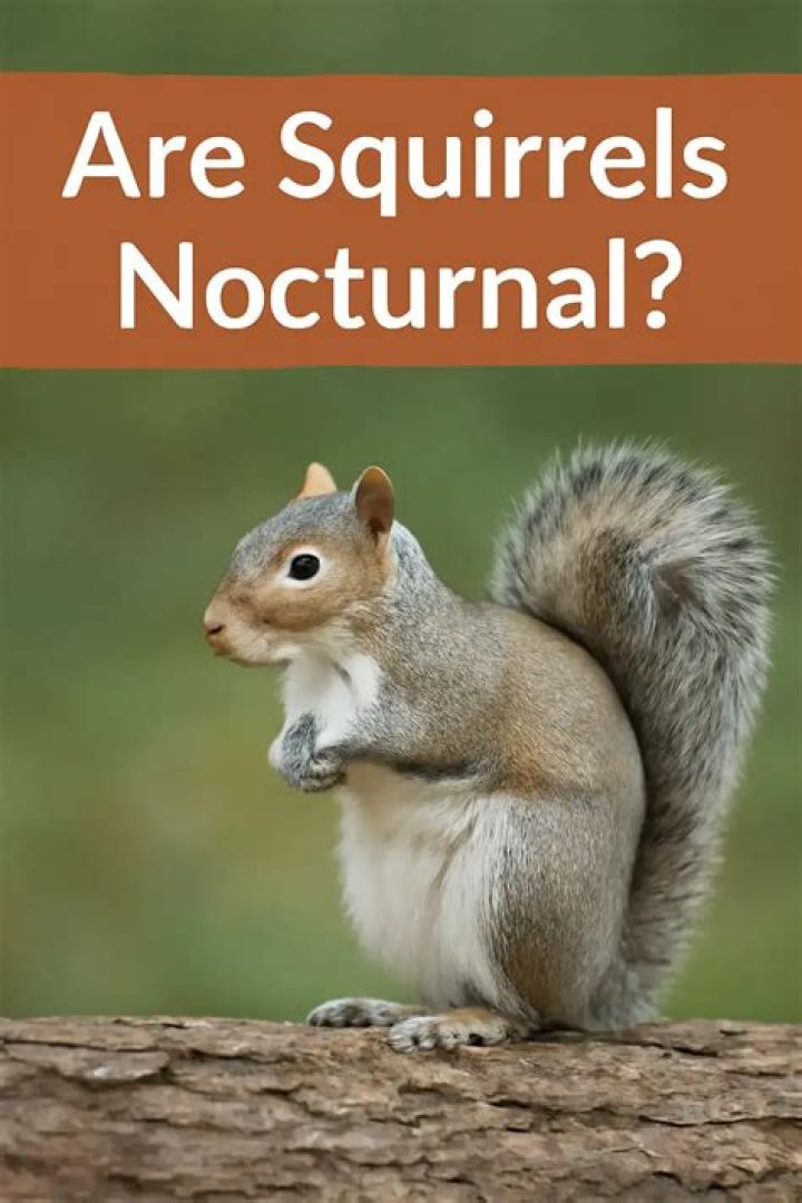What is the natural enemy of squirrels?