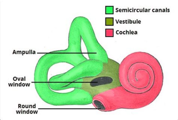 What is vestibule of ear?