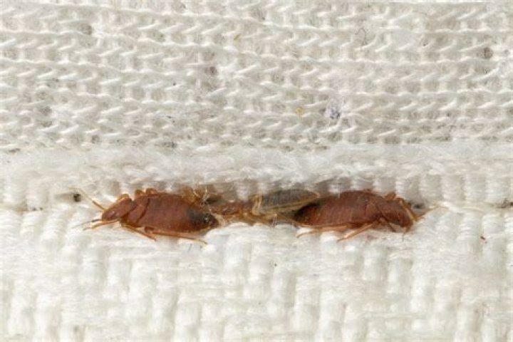 What keeps bed bugs alive?