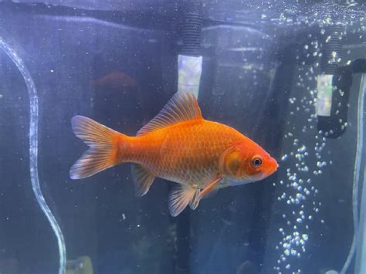 What kills goldfish in a tank?