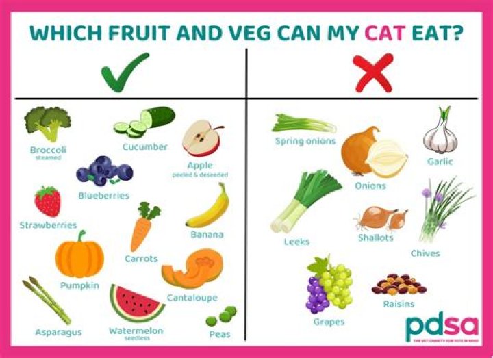 What smell do cats love the most?