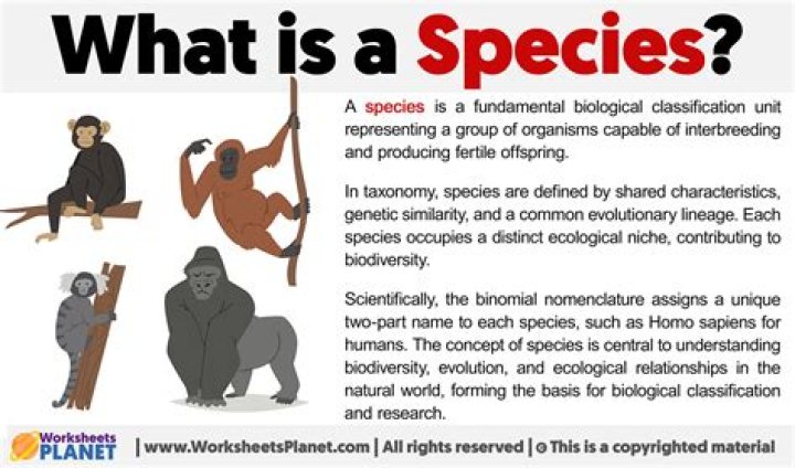 What species is Yato?