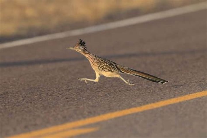 What states do roadrunners live in?