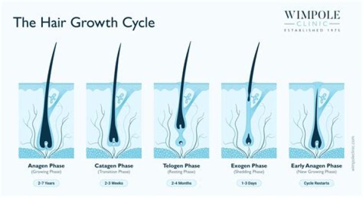 What time does hair grow the most?