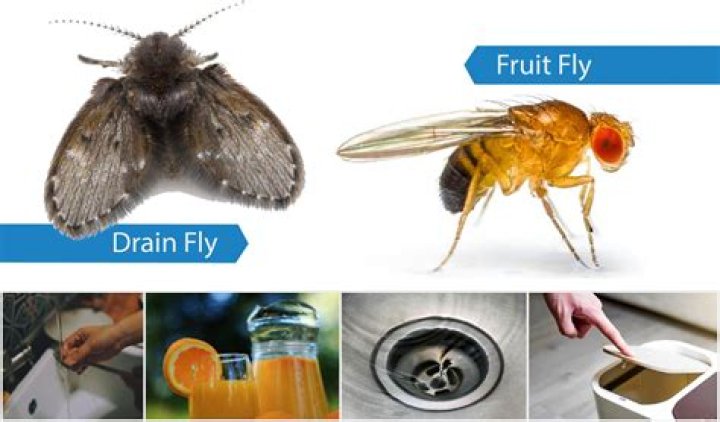 What time of day are fruit flies most active?