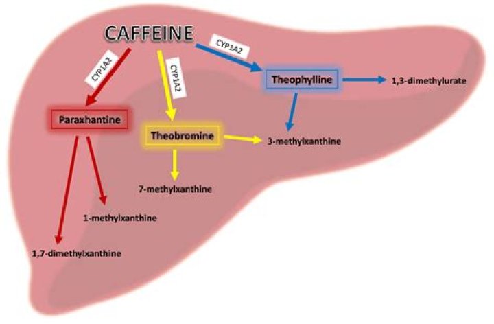 What vitamins does caffeine block the absorption of?