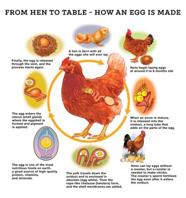 When should I give my hens oyster shells?