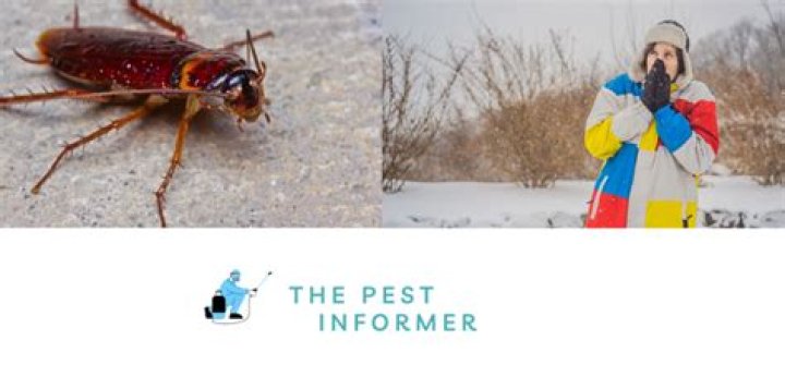 Where do cockroaches go in the winter?