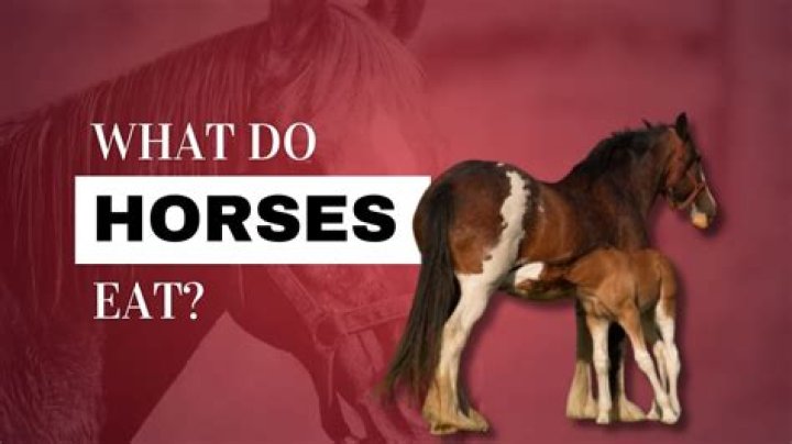 Where do horses like to be stroked?