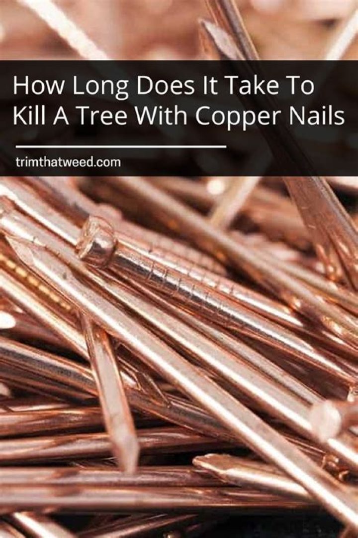 Where do you put copper nails to kill a tree?