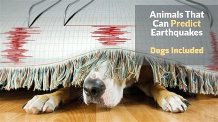 Which animal can predict earthquake?