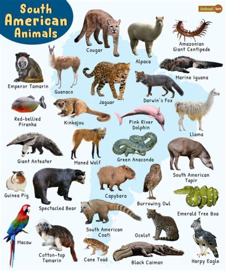 Which animal picture is good for home?
