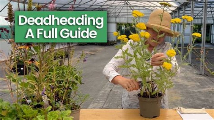Which plants should you not deadhead?