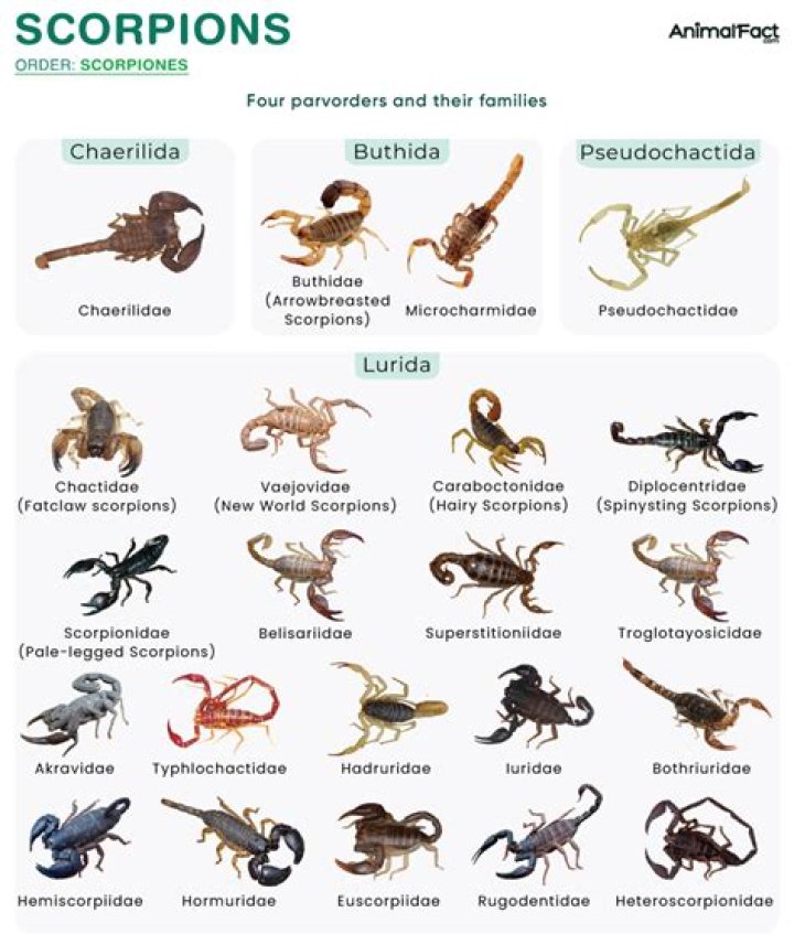 Who is scorpions grandson?